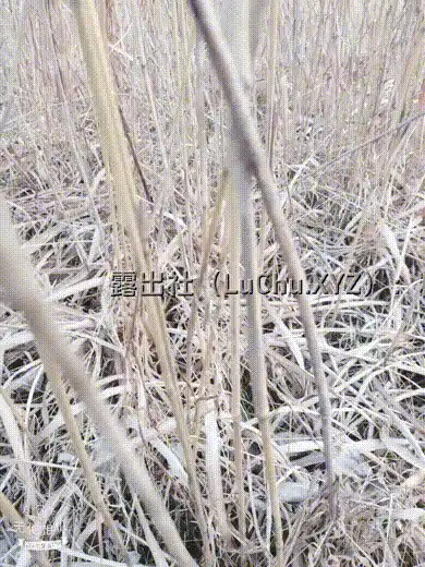 #妩媚婷儿 老少通吃的骚货，在野外勾引大爷让大爷舔脚，骑在大爷身上做爱