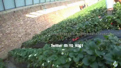 淫妻草莓园露出记,故意在其他人面前崛起屁股,假装走光的感觉其实心里很期待吧 #人前